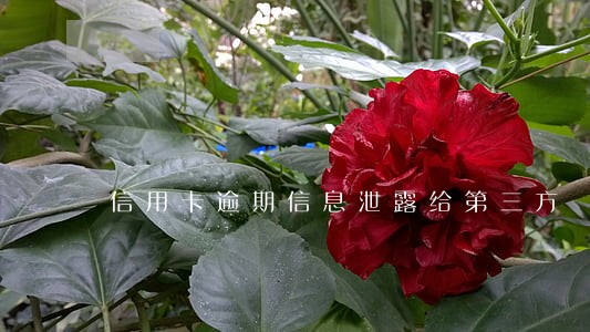 信用卡逾期信息泄露给第三方