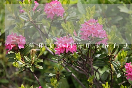 信用卡逾期信用卡还自动注销 信用卡逾期信用卡还自动注销
