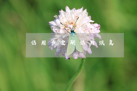 信用卡逾期信用恢复 信用卡逾期信用恢复