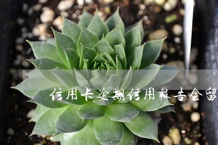 信用卡逾期信用报告会留多久 信用卡逾期信用报告会留多久