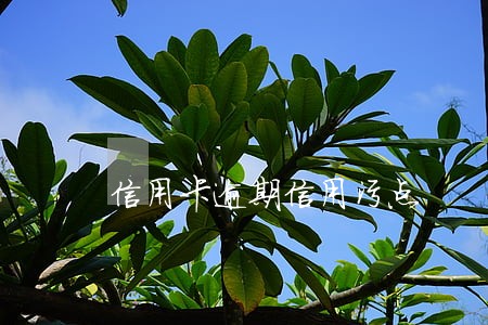 信用卡逾期信用污点 信用卡逾期信用污点