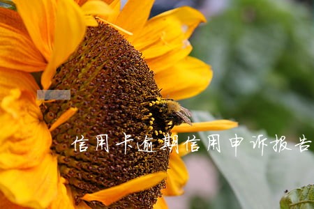 信用卡逾期信用申诉报告 信用卡逾期信用申诉报告