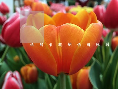 信用卡逾期信用级别 信用卡逾期信用级别