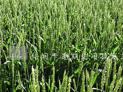 信用卡逾期信用额度为0 信用卡逾期信用额度为0