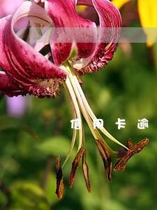 信用卡逾期信誉差