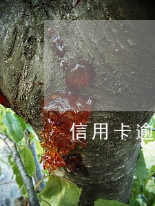 信用卡逾期俩年补救 信用卡逾期俩年补救