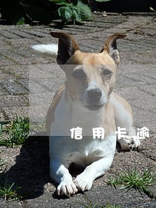 信用卡逾期俩期 信用卡逾期俩期