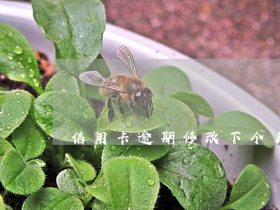 信用卡逾期修改下个月账单 信用卡逾期修改下个月账单