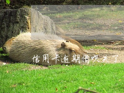 信用卡逾期借呗关了 信用卡逾期借呗关了