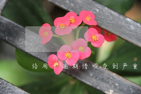 信用卡逾期借呗受到严重影响 信用卡逾期借呗受到严重影响