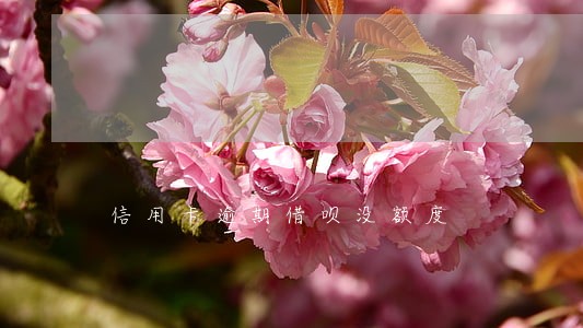 信用卡逾期借呗没额度 信用卡逾期借呗没额度