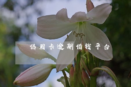 信用卡逾期借钱平台