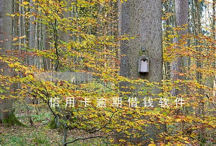 信用卡逾期借钱软件 信用卡逾期借钱软件