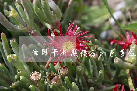 信用卡逾期债务打包重组