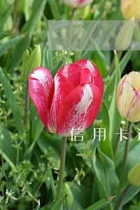 信用卡逾期债务组