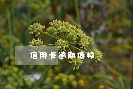 信用卡逾期债权 信用卡逾期债权
