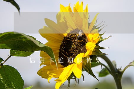 信用卡逾期假传票 信用卡逾期假传票