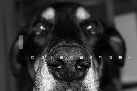 信用卡逾期做公司监事可以吗 信用卡逾期做公司监事可以吗