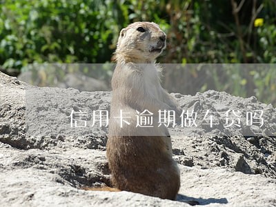 信用卡逾期做车贷吗 信用卡逾期做车贷吗