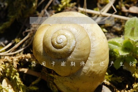信用卡逾期停了还产生利息吗 信用卡逾期停了还产生利息吗