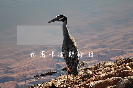 信用卡逾期停付 信用卡逾期停付