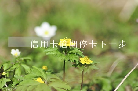 信用卡逾期停卡下一步 信用卡逾期停卡下一步