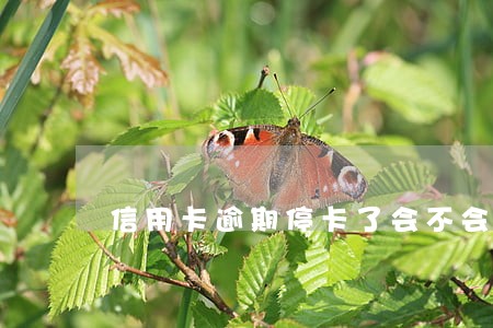 信用卡逾期停卡了会不会产生利息 信用卡逾期停卡了会不会产生利息