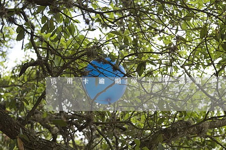信用卡逾期停卡了是黑户吗 信用卡逾期停卡了是黑户吗