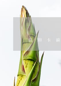 信用卡逾期停卡全还能在用吗 信用卡逾期停卡全还能在用吗