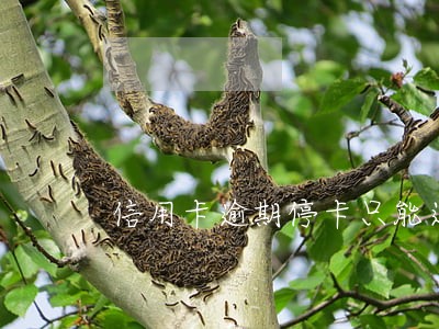 信用卡逾期停卡只能还款 信用卡逾期停卡只能还款