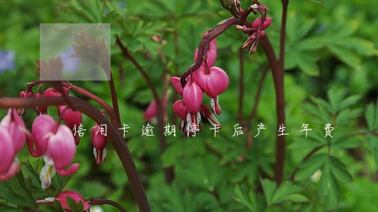 信用卡逾期停卡后产生年费 信用卡逾期停卡后产生年费