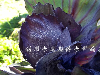 信用卡逾期停卡影响其他信用卡