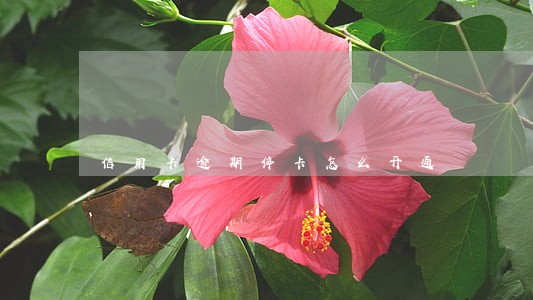 信用卡逾期停卡怎么开通 信用卡逾期停卡怎么开通