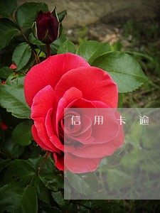 信用卡逾期停卡意味着什么