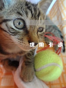 信用卡逾期停卡收年费吗 信用卡逾期停卡收年费吗