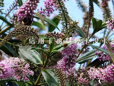 信用卡逾期停卡没卡怎么还钱