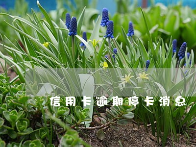 信用卡逾期停卡消息