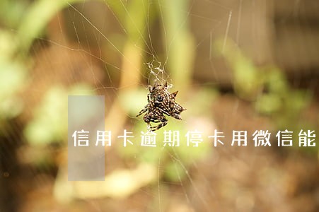 信用卡逾期停卡用微信能还吗 信用卡逾期停卡用微信能还吗