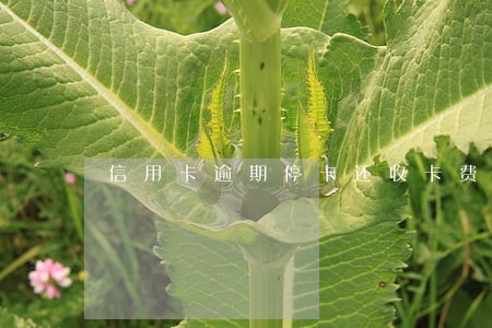 信用卡逾期停卡还收卡费 信用卡逾期停卡还收卡费