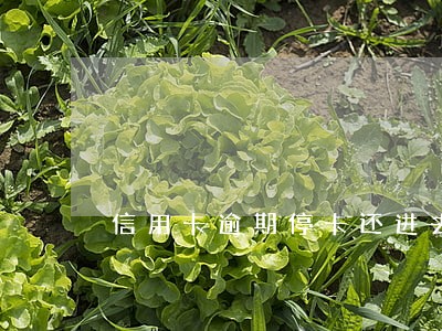 信用卡逾期停卡还进去之后能恢复