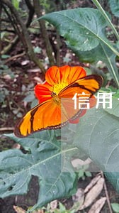 信用卡逾期停息之后怎么办 信用卡逾期停息之后怎么办