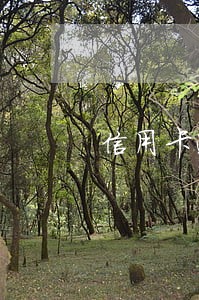 信用卡逾期停机怎么办 信用卡逾期停机怎么办