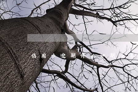 信用卡逾期停止分期业务怎么办