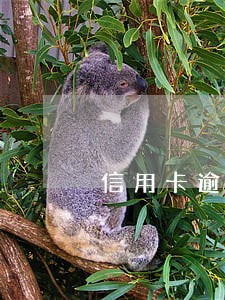 信用卡逾期停止计息