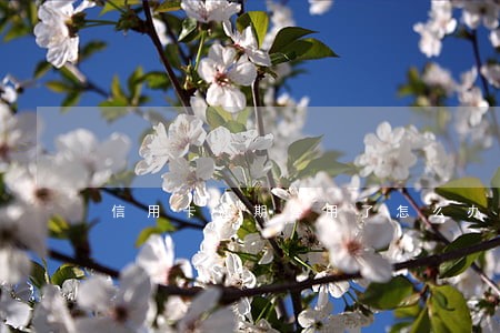 信用卡逾期停用了怎么办 信用卡逾期停用了怎么办