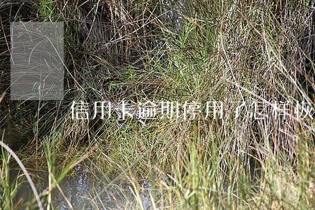 信用卡逾期停用了怎样恢复正常