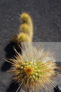 信用卡逾期停用公户