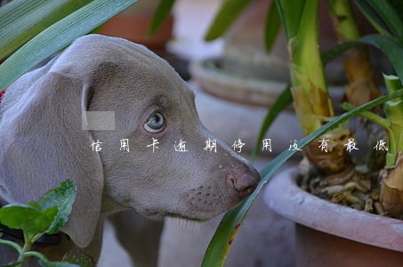 信用卡逾期停用没有最低 信用卡逾期停用没有最低