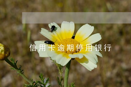 信用卡逾期停用银行 信用卡逾期停用银行