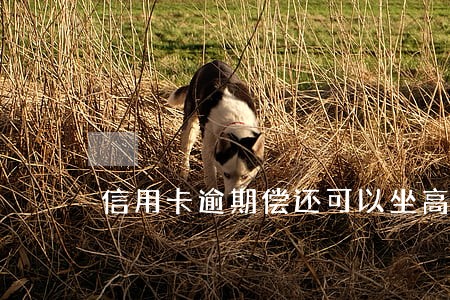 信用卡逾期偿还可以坐高铁吗 信用卡逾期偿还可以坐高铁吗